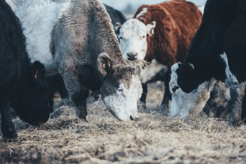 Cows eating hay outside
