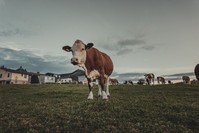 a white and brown cow standing in a field with houses in the background