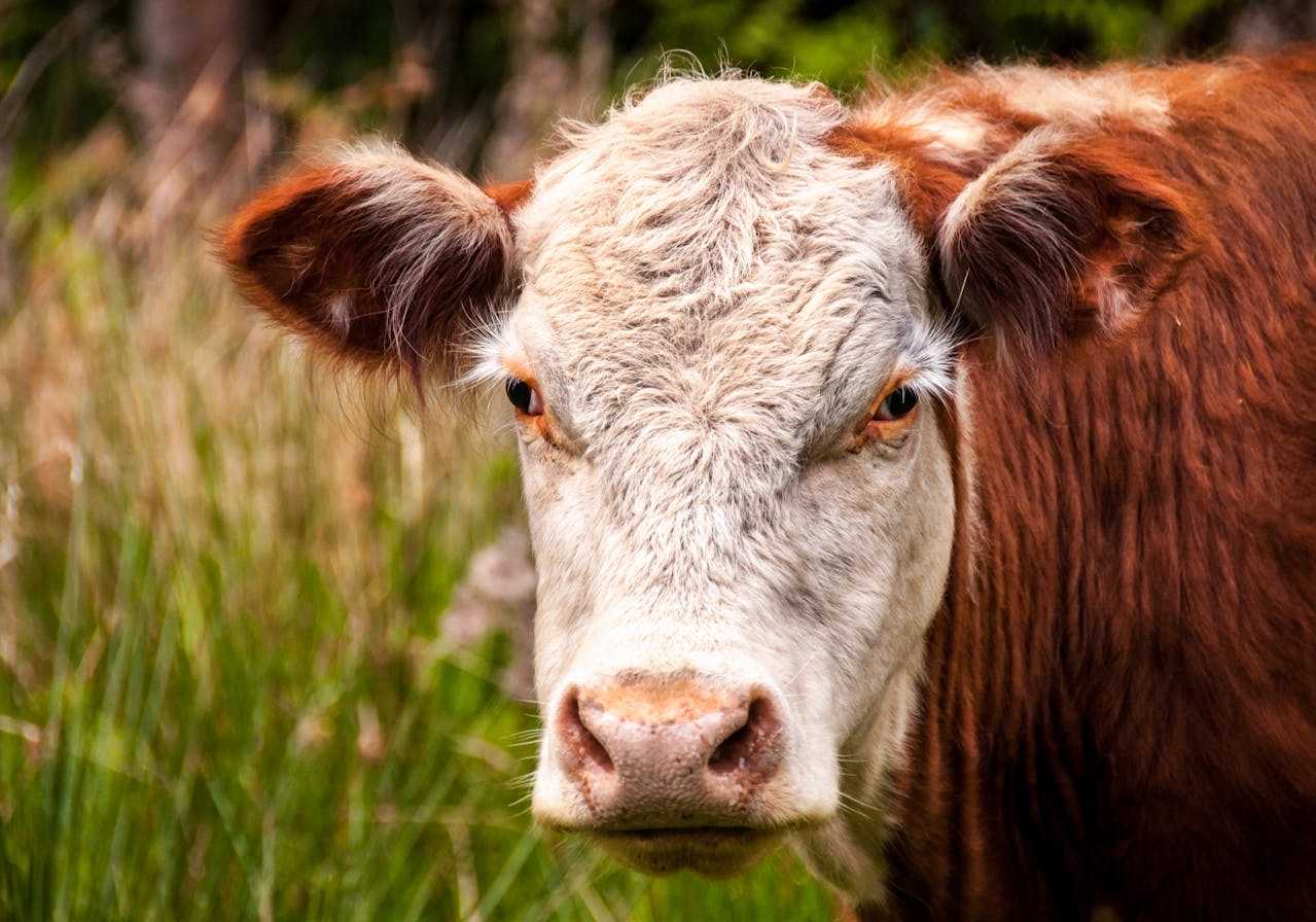 white and brown mini hereford cow