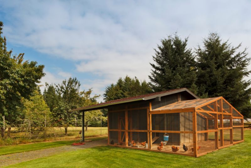 a chicken coop on a sunny day with chickens inside