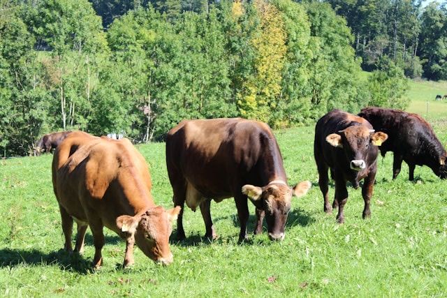 four brown cows grazing on the grass