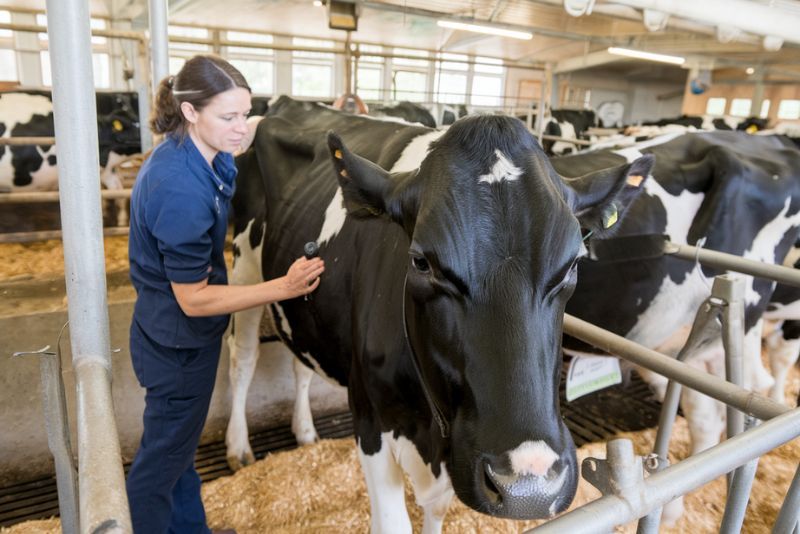 barn setting where a woman in blue attire is attending to a black and white cow. The cow is inside a stall, and the woman seems to be checking its health