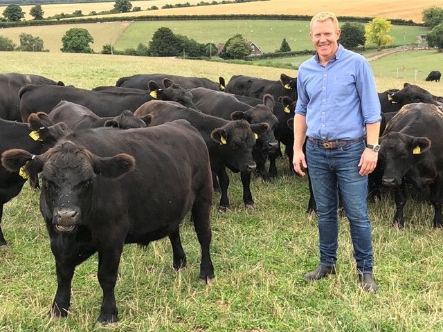 Lowline Cattle on grassy field next to a man in blue shirt