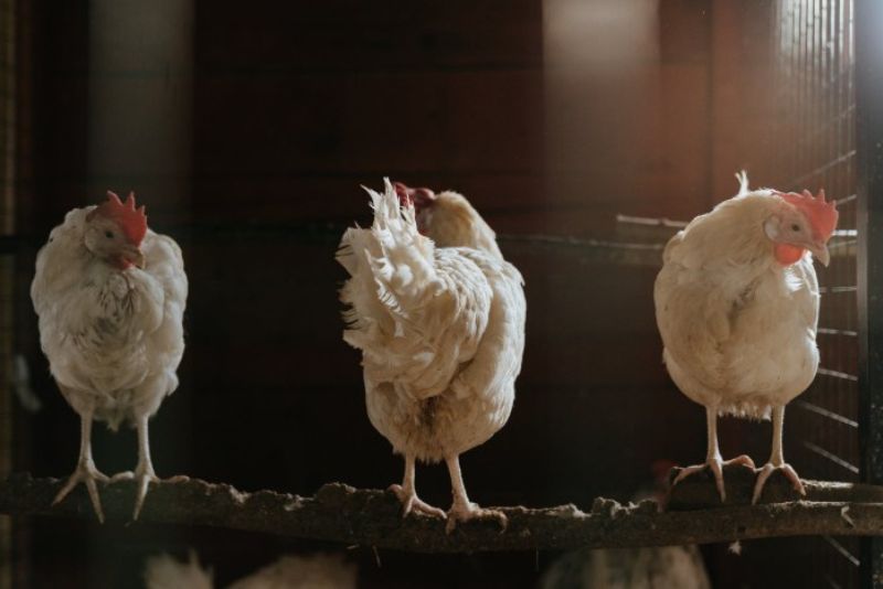 Three white chickens, evenly spaced, standing on a rustic wooden tree branch in a chicken coop.