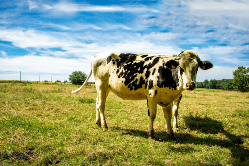 black and white cow on farm