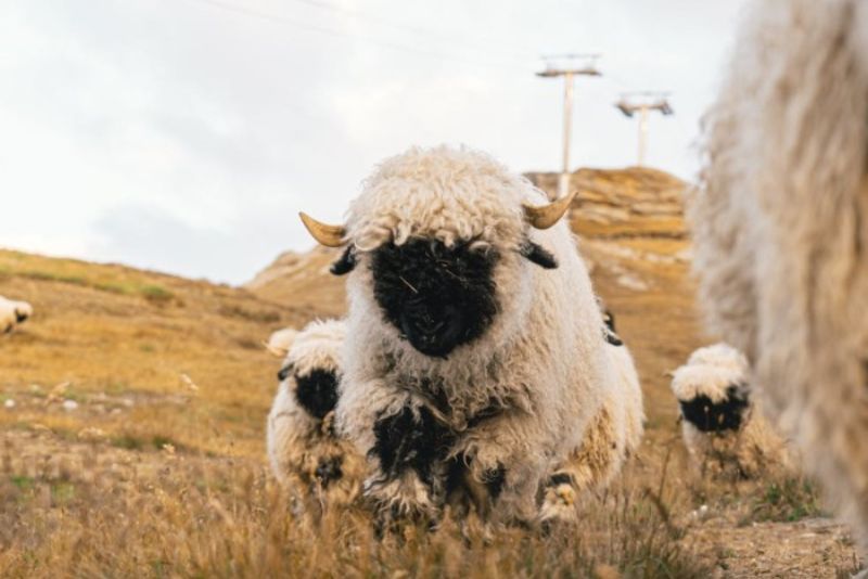 A Blacknose sheep surrounded by other sheep running through a field outside.
