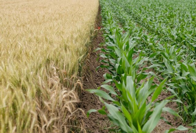 green plants grown in soil