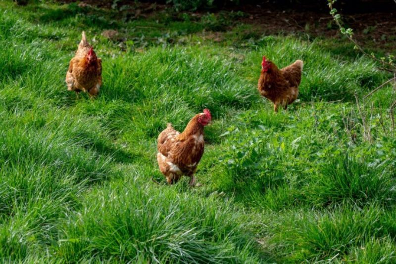 Three brown chickens roaming outside in a bright green field with long grass.