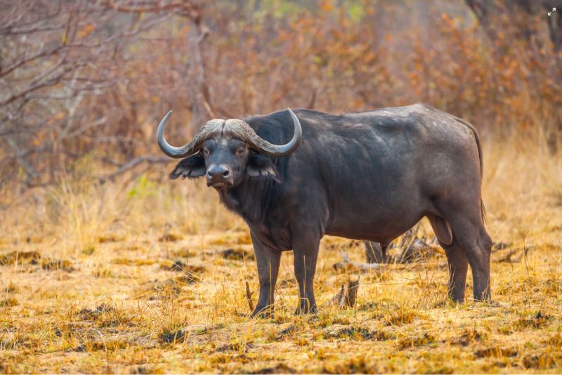 A black buffalo outside on dry grass.