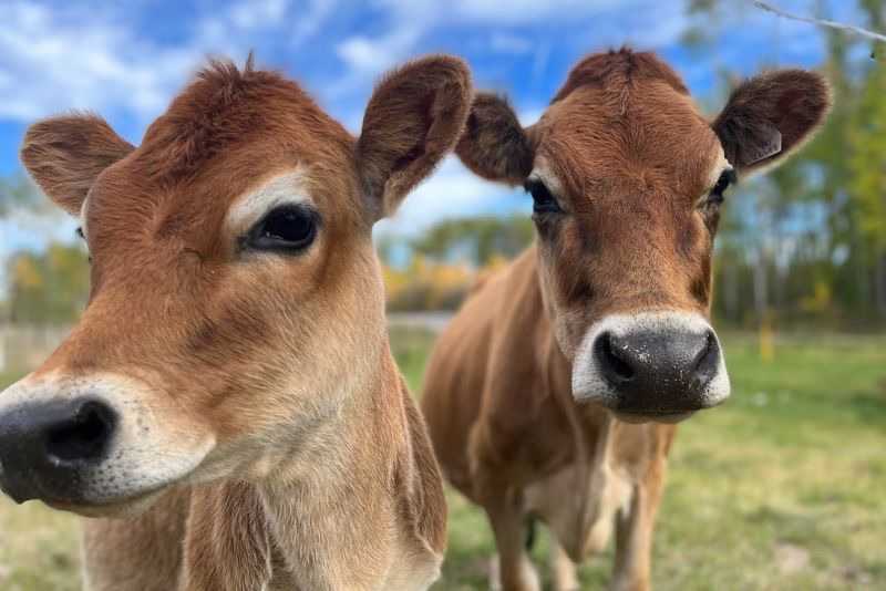 a mini jersey cow and her calf