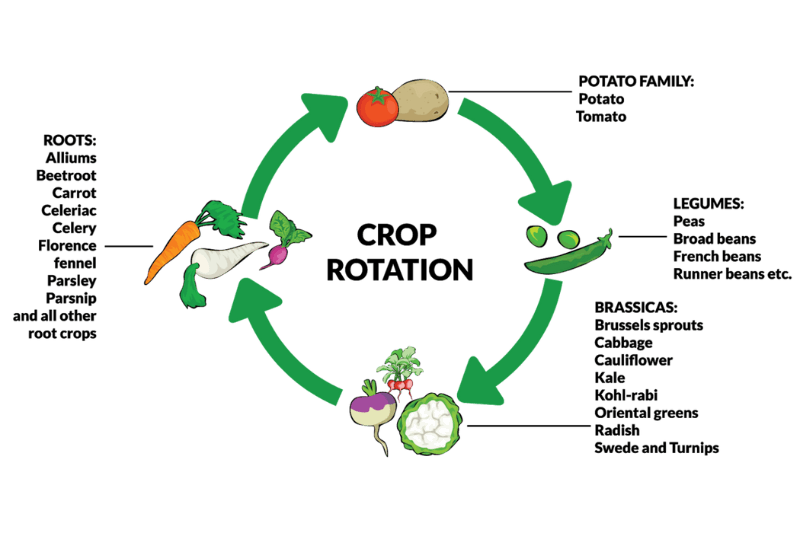 Graphic of rotating crops between roots, potato family, legumes and brassica types