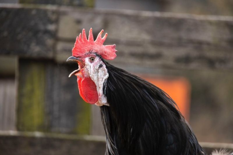 A black rooster crowing outside.
