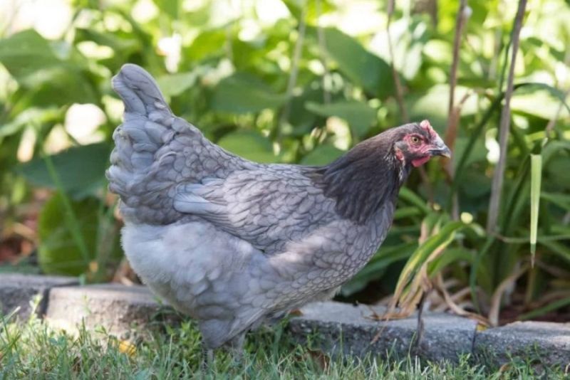 A Sapphire Gem chicken outside on a sunny day standing on the grass next to plants