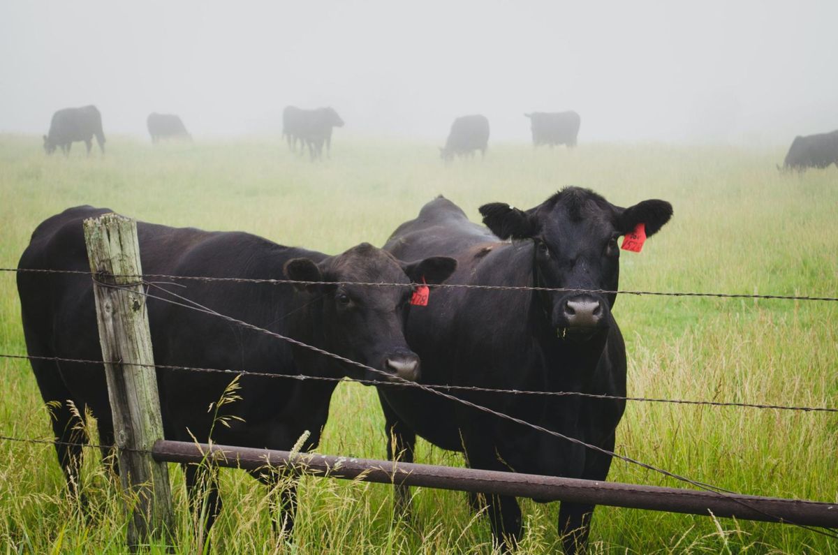 Two black Angus cows next to a wire fence in a foggy green pasture
