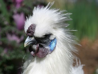 a close up of a white silkie bantam chicken