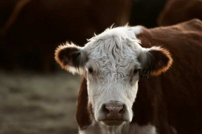 A white-faced cow with brown fur outside looking straight