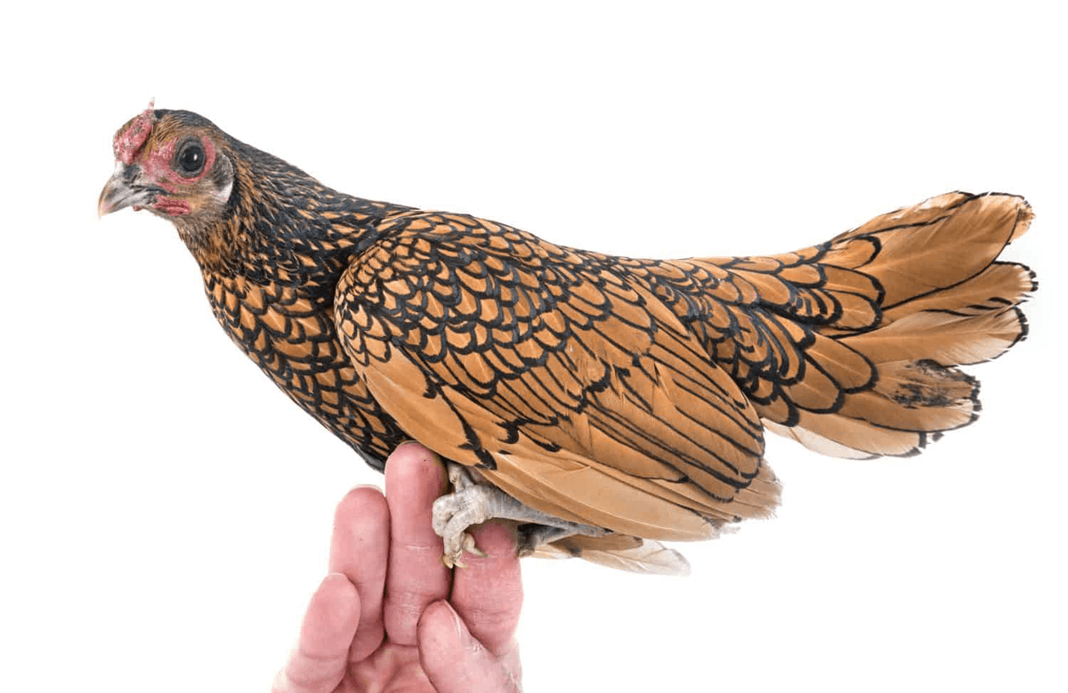 a golden brown and black bantam chicken standing on fingers