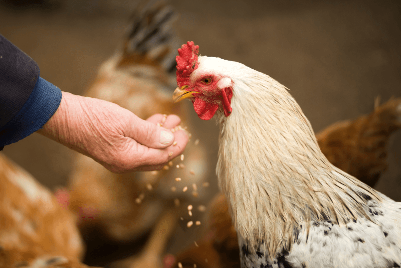 A chicken is being fed chicken feed