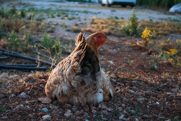 a baby chick sits under the mother hen on the ground