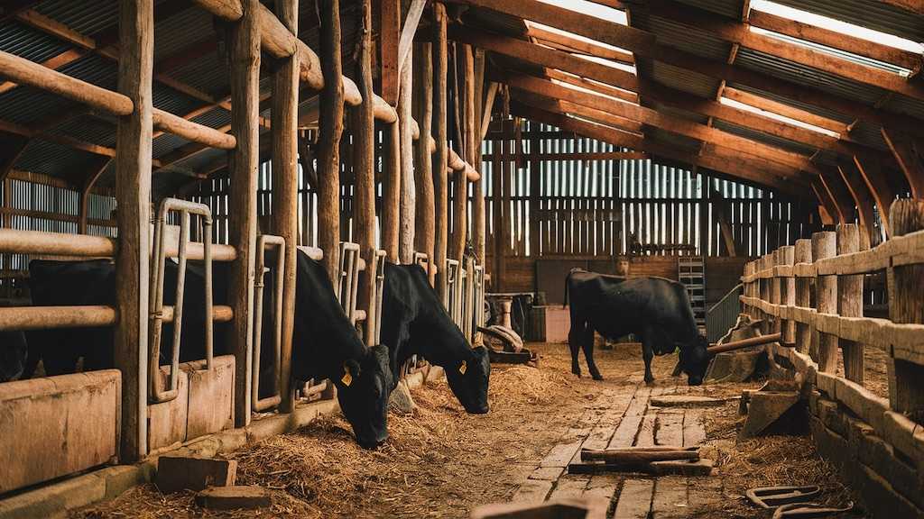 dexter cows in a barn