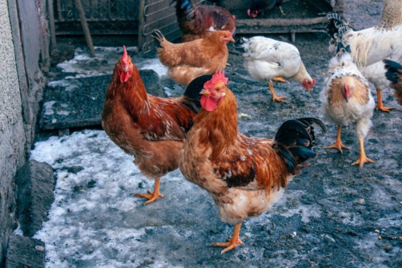 Various chickens outside roaming around while standing and pecking on the ground next to their coop.