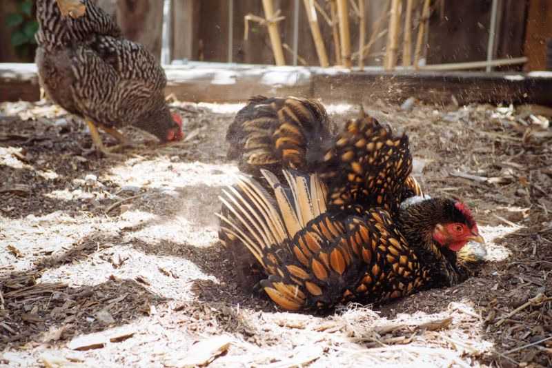 a chicken in a dust bath