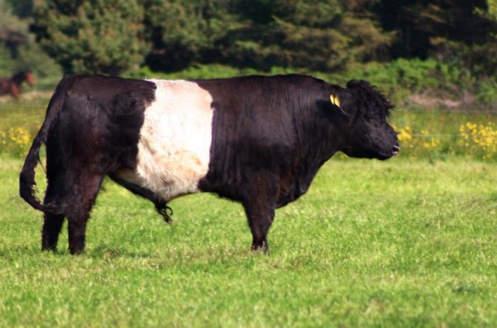 The side of a Belted Galloway cow standing in a field 